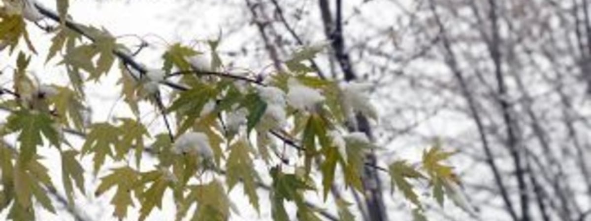 Существенное похолодание.  Прогноз погоды на неделю с 18 по 24 ноября