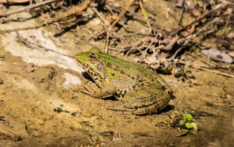 У черных аистов в Беларуси впервые за 10 лет случился бэби-бум. При чем тут лягушки?