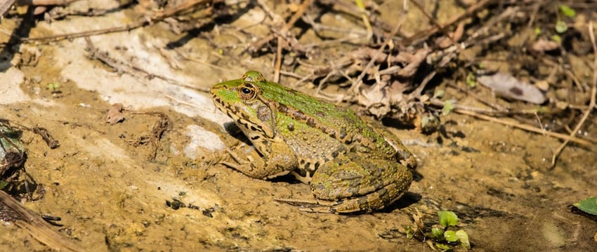 У черных аистов в Беларуси впервые за 10 лет случился бэби-бум. При чем тут лягушки?