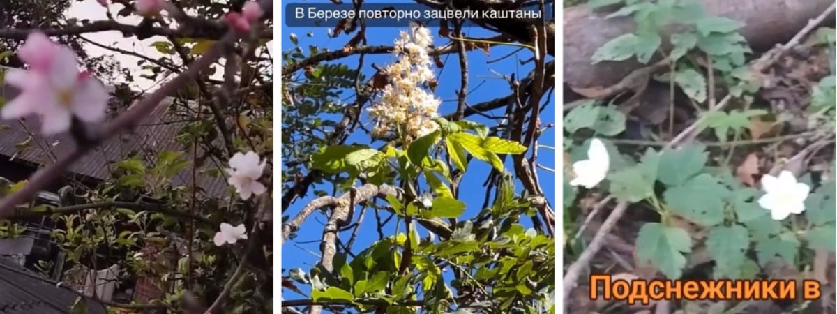 «Ура! Зиму перескочили!» — На Витебщине к концу сентября вновь зацвели подснежники, на Брестчине – яблони и каштаны — Видео