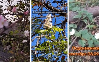 «Ура! Зиму перескочили!» — На Витебщине к концу сентября вновь зацвели подснежники, на Брестчине – яблони и каштаны — Видео