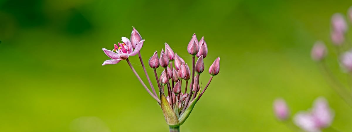 Верхняя палата парламента Германии одобрила реформу госдолга