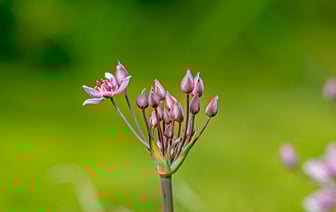 Верхняя палата парламента Германии одобрила реформу госдолга