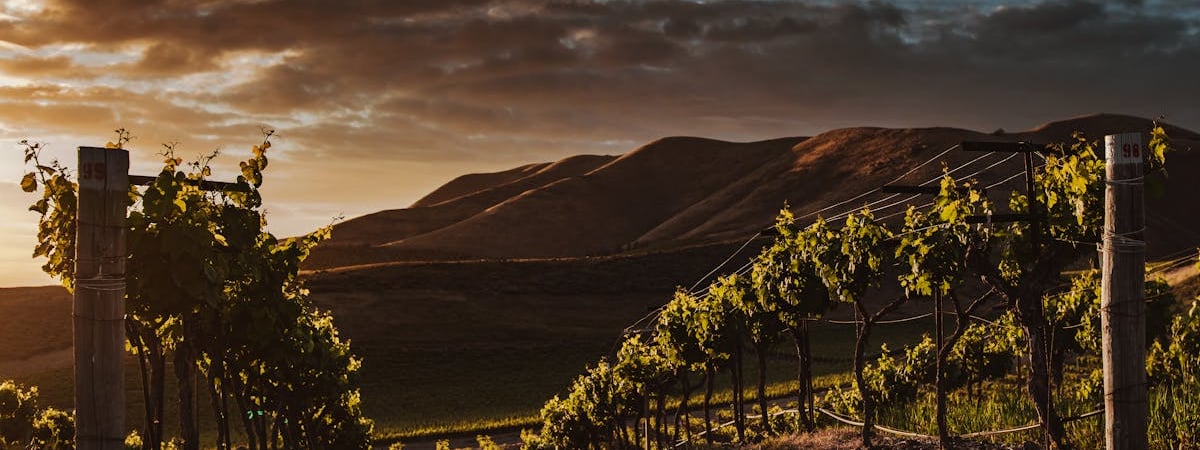 Как защитить виноград от ос и шершней? Понадобятся старые колготки и эта домашняя смесь — Полезно