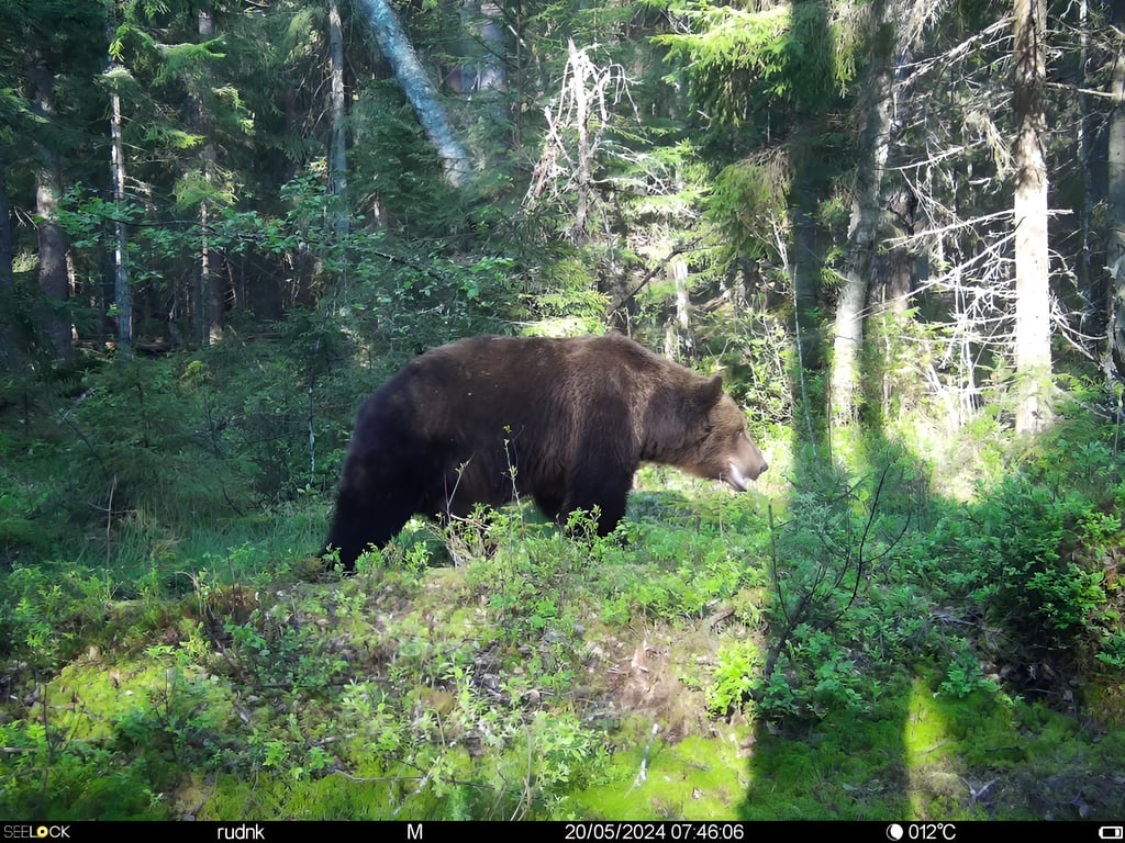 Медведи чаще всего позировали перед автоматическими фотокамерами, установленными на территории Березинского биосферного заповедника. Фото berezinsky.by