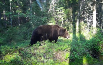 Медвежье царство — косолапые чаще других попадали в объектив фотоловушек Березинского заповедника