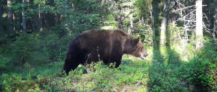 Медвежье царство — косолапые чаще других попадали в объектив фотоловушек Березинского заповедника
