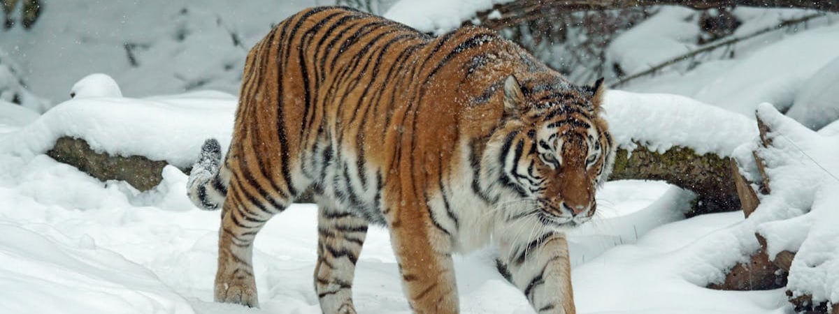 Россия расширит инструменты по аресту активов западных компаний