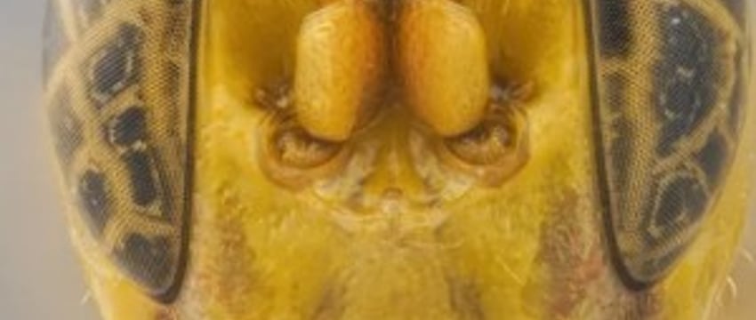 Оса-убийца, акула-демон и гигантский паук. Самые прекрасные и ужасающие существа 2023 года