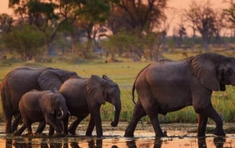 Ботсвана пригрозила Германии 20 тысячами слонов