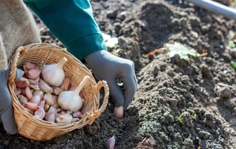 Когда сажать озимый чеснок в октябре 2024 года? Не пропустите эти даты — Полезно