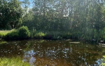 Трагедия в пруду: мужчина утонул в Брестской области
