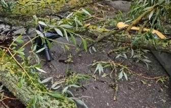 Девушку убило деревом возле Цнянского водохранилища в Минске