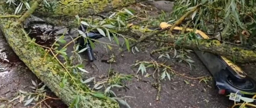Девушку убило деревом возле Цнянского водохранилища в Минске