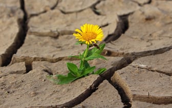 Атмосферная засуха прогрессирует в Беларуси, это ухудшило агрометеорологическую обстановку