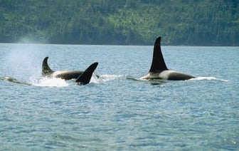Косатки потопили яхту в Средиземном море в результате ужасной двухчасовой атаки