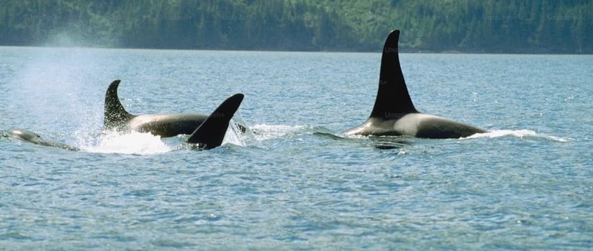 Косатки потопили яхту в Средиземном море в результате ужасной двухчасовой атаки