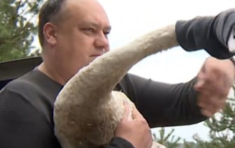 История спасения лебедя в Брестском районе