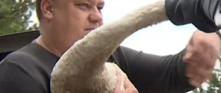 История спасения лебедя в Брестском районе