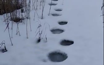 Следы бурого медведя заметили в ГЛХУ «Телеханский лесхоз»