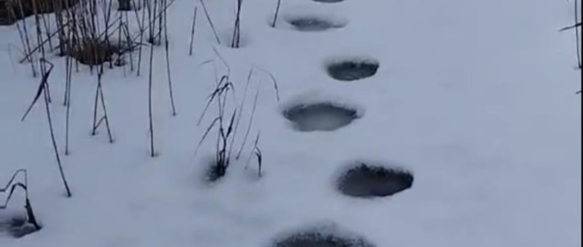 Следы бурого медведя заметили в ГЛХУ «Телеханский лесхоз»