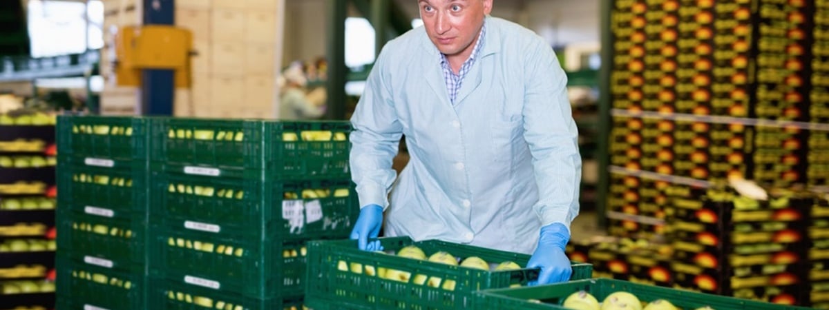 Совмин ввёл на 3 месяца ограничения на вывоз яблок и 4 видов овощей из Беларуси — Официально