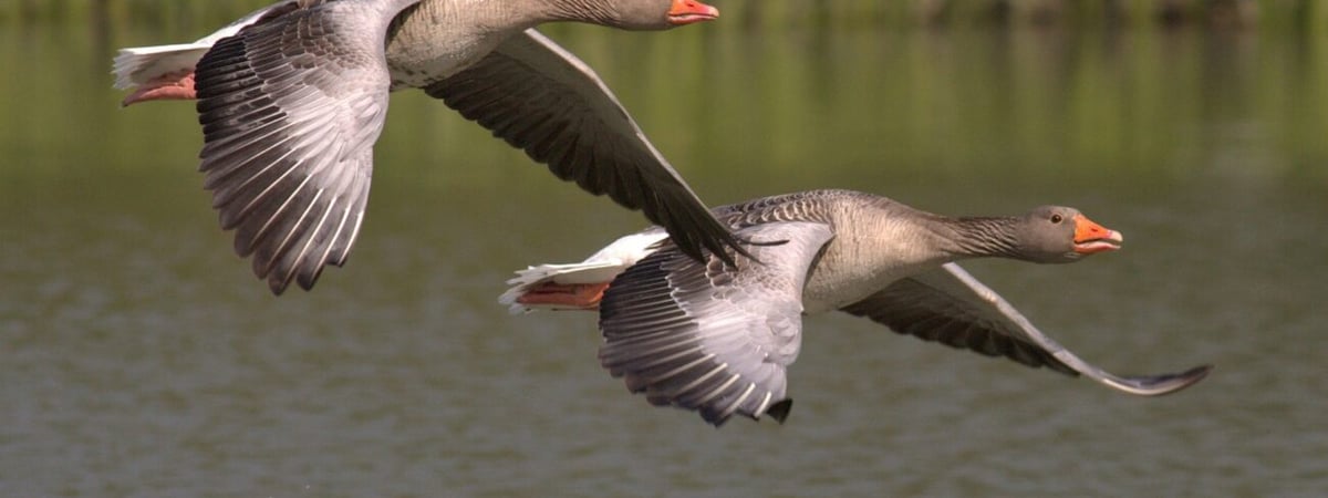 В Беларуси стартовала охота на гусей — что нужно помнить