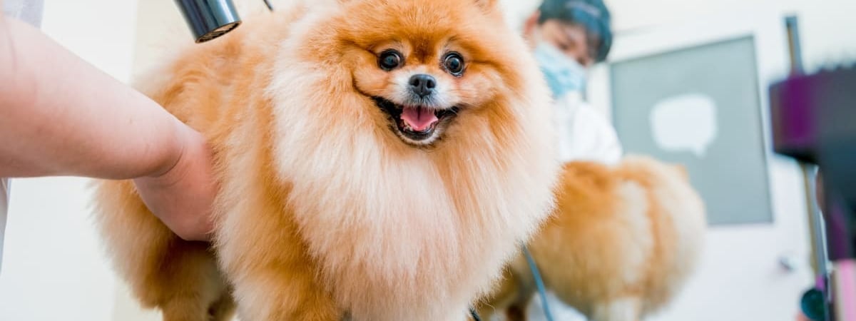 Почему собаки боятся фена, салютов и байкеров? Зоопсихолог из Гродно рассказал, что делать — Видео