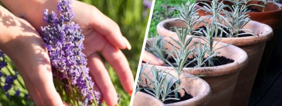 Как размножить лаванду в октябре? Эти 2 способа позволят превратить клумбы в «Прованс» — Полезно