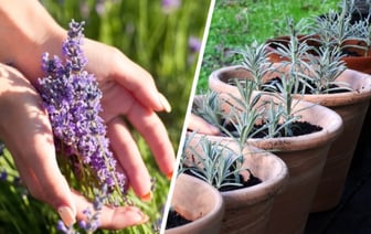 Как размножить лаванду в октябре? Эти 2 способа позволят превратить клумбы в «Прованс» — Полезно