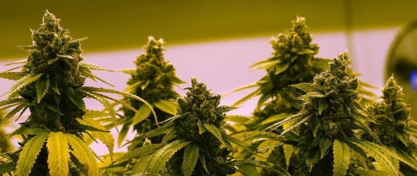 Каннабис легализовали в Германии