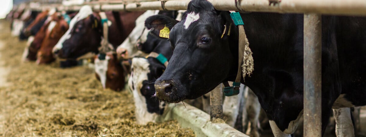 В Пинском районе женщину госпитализировали с разрывом печени после удара коровы