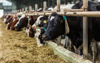 В Пинском районе женщину госпитализировали с разрывом печени после удара коровы