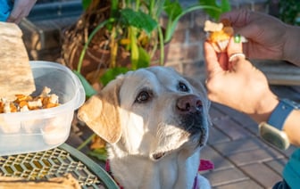 «Коты и собаки – разные вселенные». Поговорили с ветеринарным врачом о людях и животных, о доверии, стрессах, эвтаназии и счастливом спасении