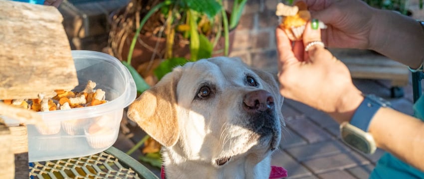 «Коты и собаки – разные вселенные». Поговорили с ветеринарным врачом о людях и животных, о доверии, стрессах, эвтаназии и счастливом спасении