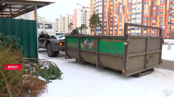 Ёлки получат вторую жизнь после праздников – в Бресте наладили систему утилизации