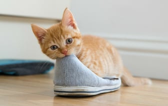 Почему кошки спят на обуви? Вот что им напоминает этот запах — Полезно