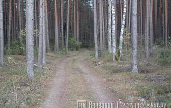 В Гродненской области ввели первые в году ограничения на посещение лесов — какие районы в списке