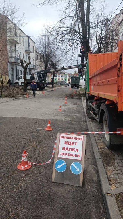 В Бресте ведутся плановые работы по обрезке и удалению опасных деревьев