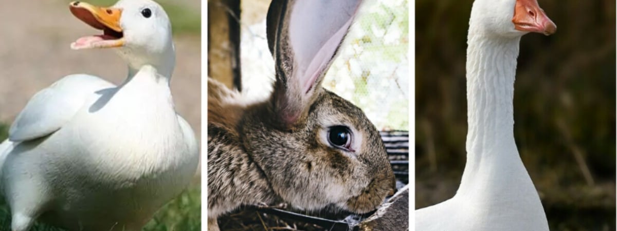 В Беларуси подняли цены на закупку крольчатины у населения. За сколько можно сдать мясо птиц и овощи?