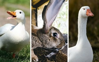 В Беларуси подняли цены на закупку крольчатины у населения. За сколько можно сдать мясо птиц и овощи?