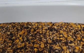 Ванну грибов за три часа набрал мужчина в Брестской области