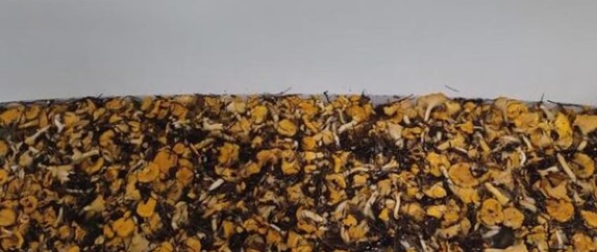 Ванну грибов за три часа набрал мужчина в Брестской области