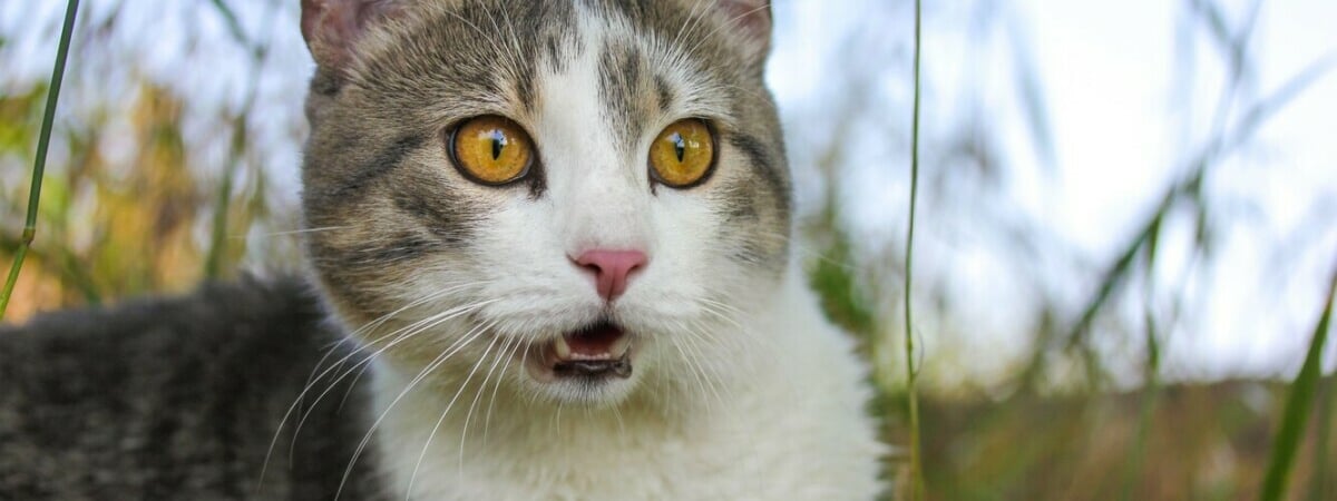 Почему коты иногда смешно открывают рот, что-то понюхав? На это есть важная причина — Видео