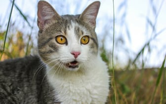 Почему коты иногда смешно открывают рот, что-то понюхав? На это есть важная причина — Видео