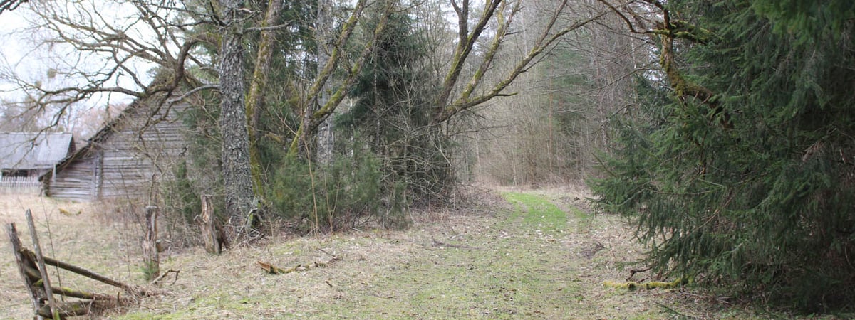 Во всех регионах Беларуси ограничили посещение лесов — в чем причина