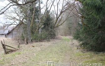 Во всех регионах Беларуси ограничили посещение лесов — в чем причина