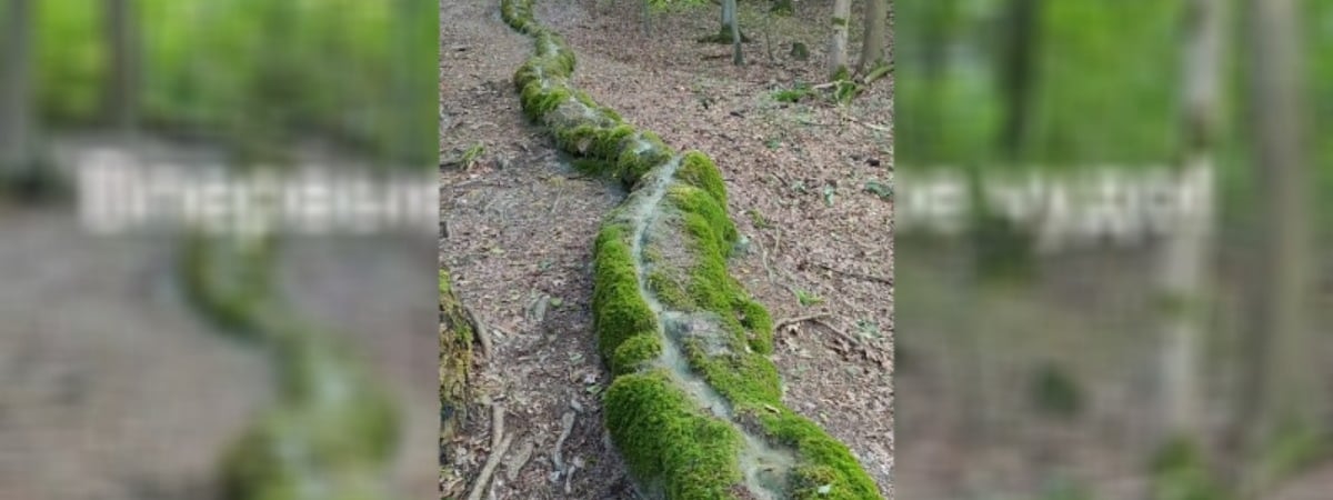 «Через 200 лет это будет артефакт» — в TikTok показали ручей, который «построил себя сам» — Видео