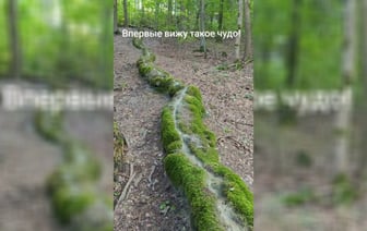 «Через 200 лет это будет артефакт» — в TikTok показали ручей, который «построил себя сам» — Видео