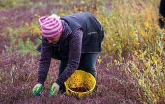 Новые правила сбора ягод, грибов и трав ввели в Беларуси